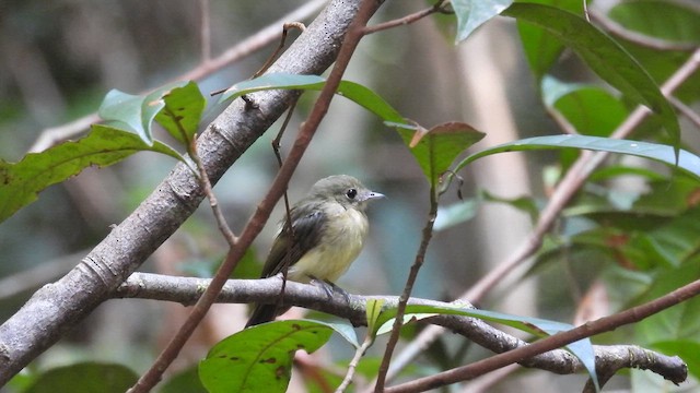 Whiskered Flycatcher (Whiskered) - ML643336885