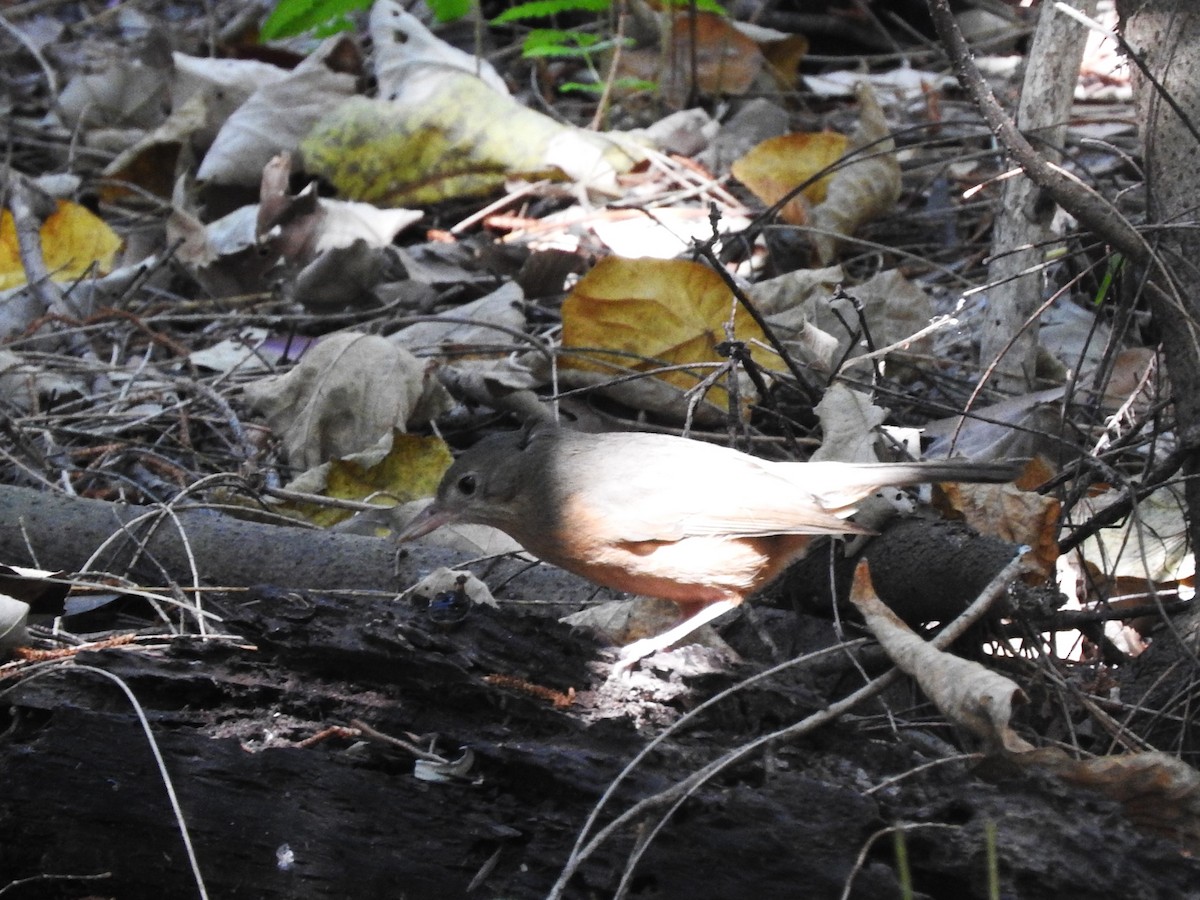 Little Shrikethrush (Rufous) - ML643336907