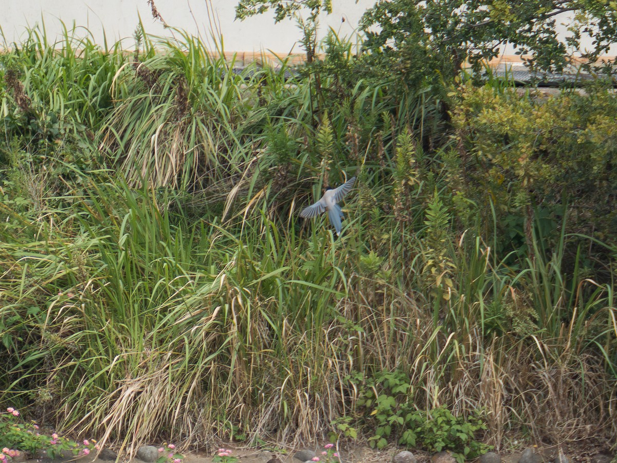 Azure-winged Magpie - ML643336927