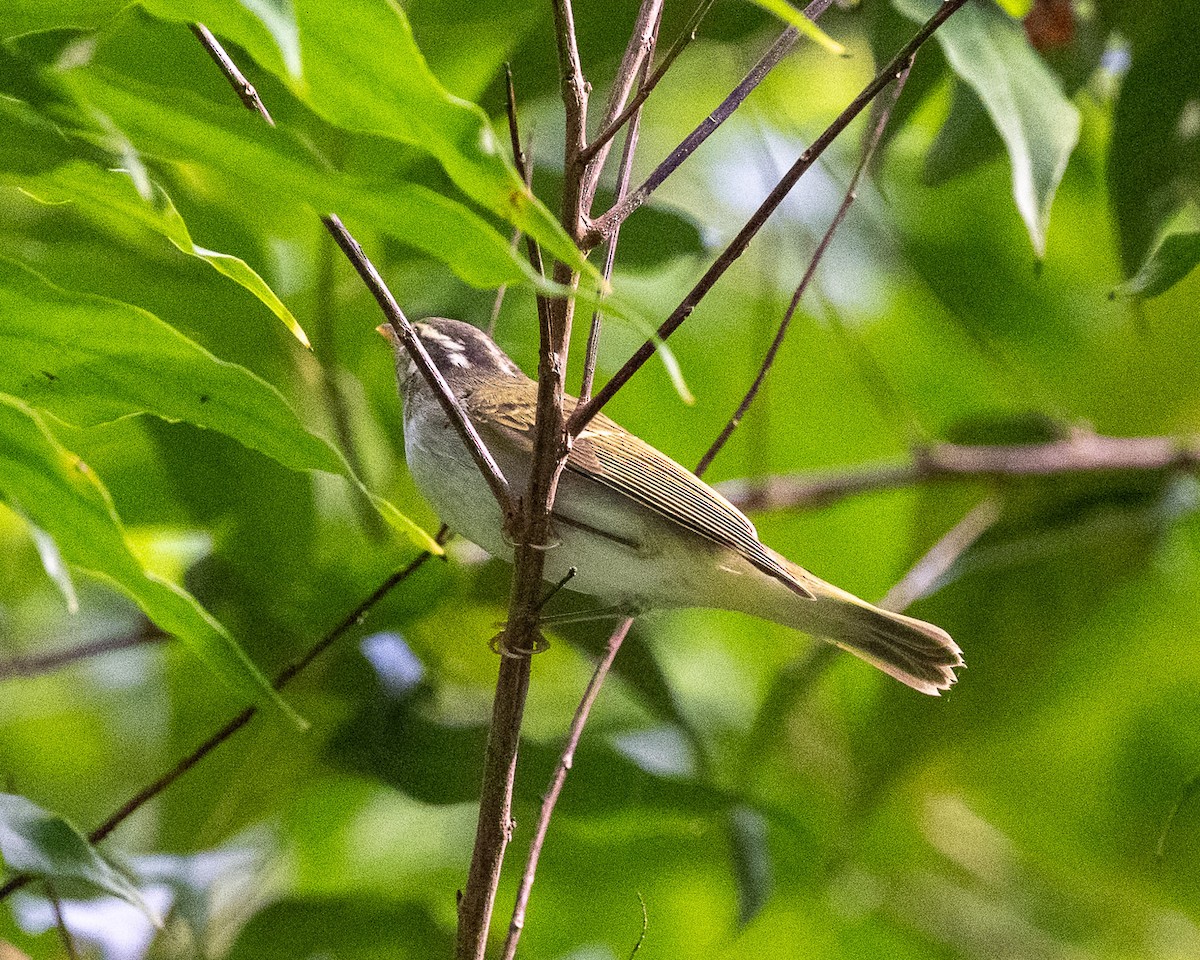 Eastern Crowned Warbler - ML643336928