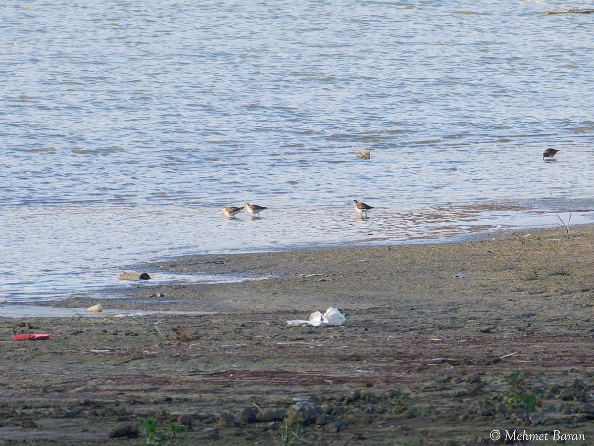 dvergsnipe - ML643336929