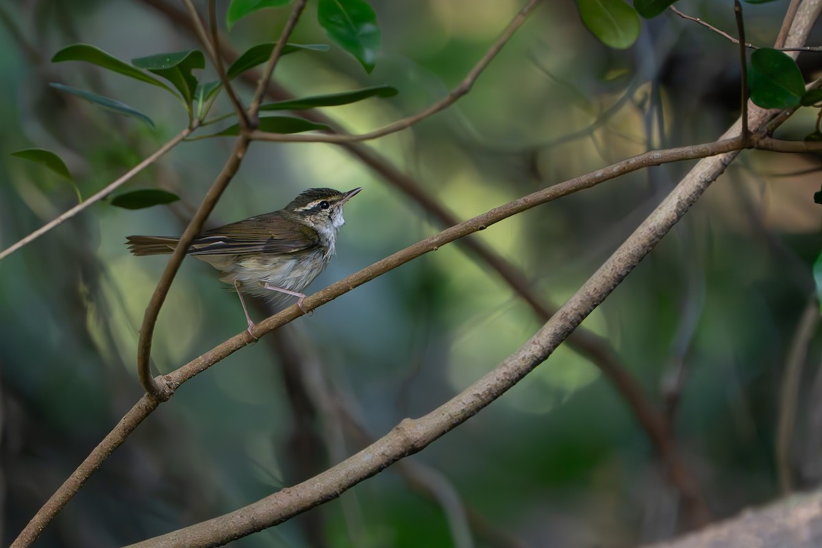 淡腳柳鶯/庫頁島柳鶯 - ML643336936