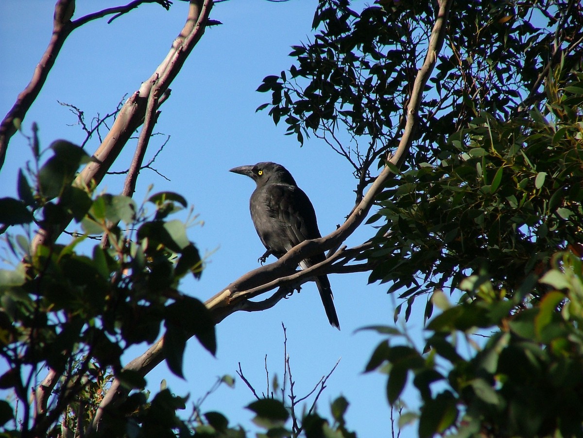 Black Currawong - ML643336962