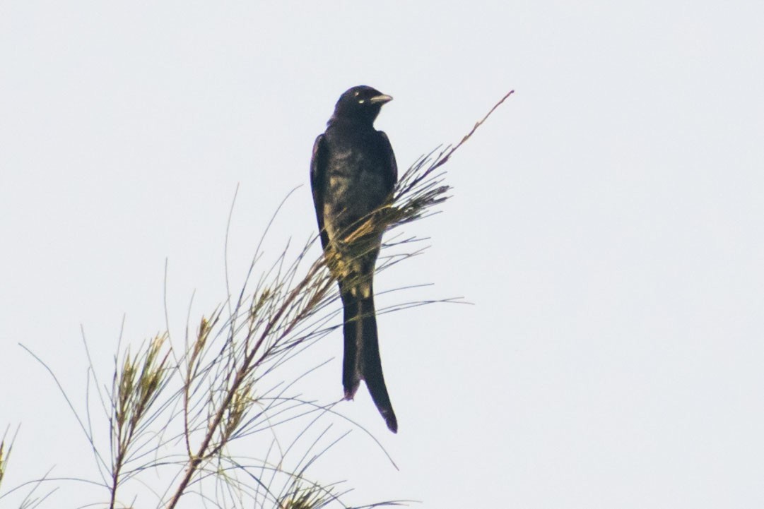 svartdrongo - ML643336964