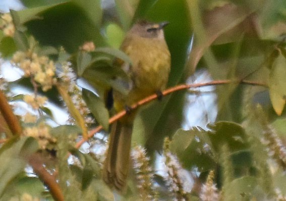 Flavescent Bulbul - ML643336980