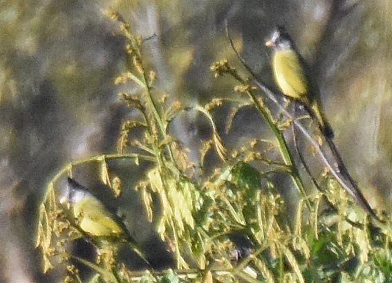 Crested Finchbill - ML643336987