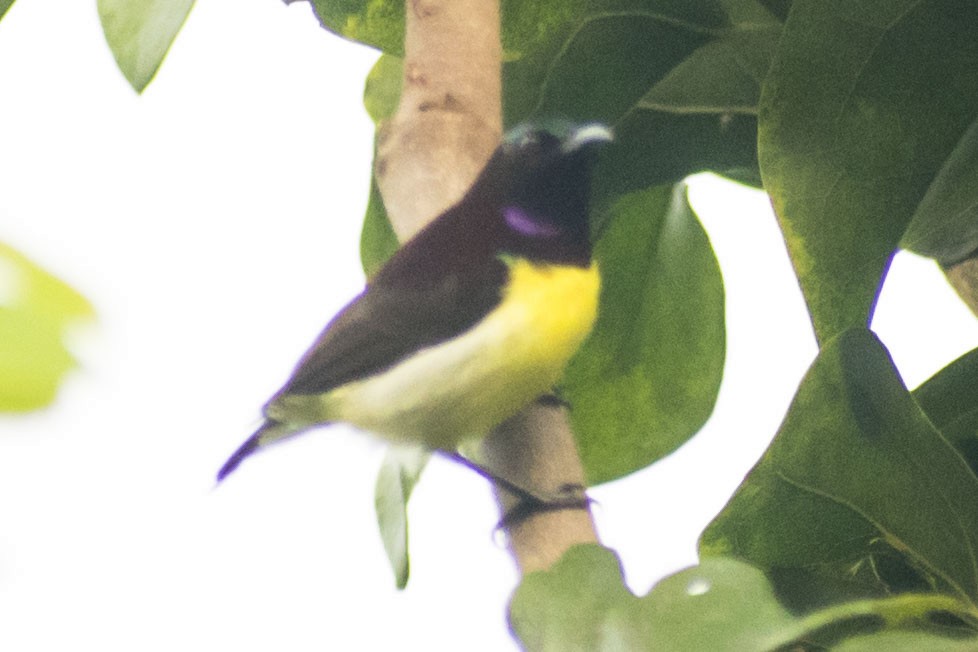 Purple-rumped Sunbird - ML643336990