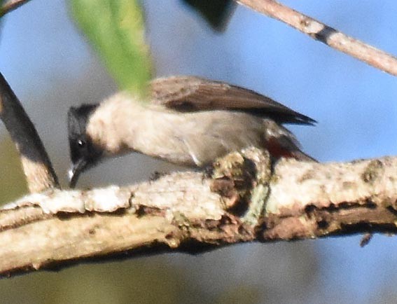 Sooty-headed Bulbul - ML643336997