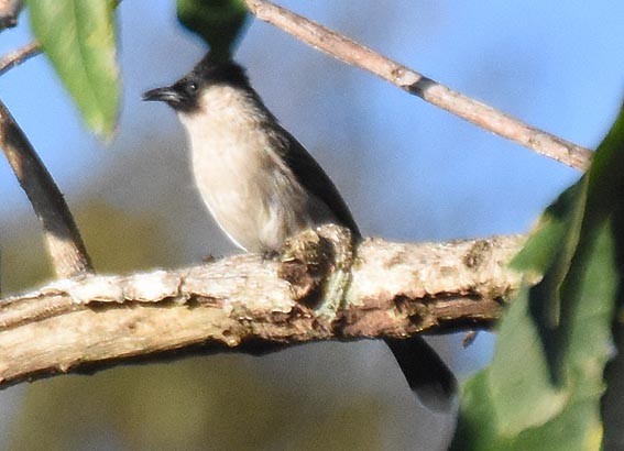 Sooty-headed Bulbul - ML643336998