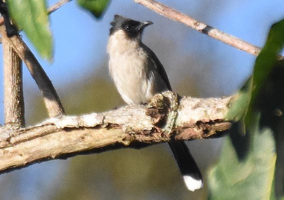 Sooty-headed Bulbul - ML643337006