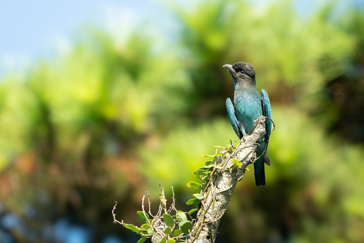 佛法僧 - ML643337008