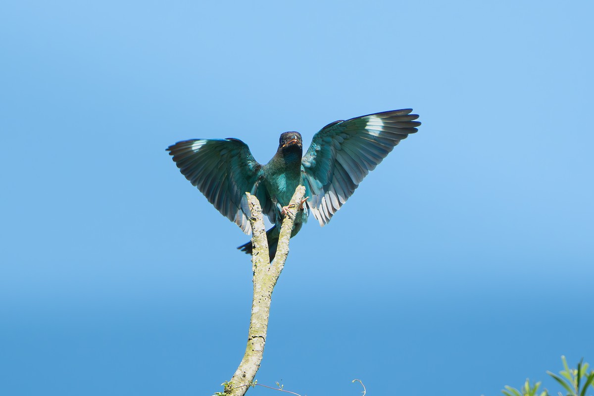 佛法僧 - ML643337009