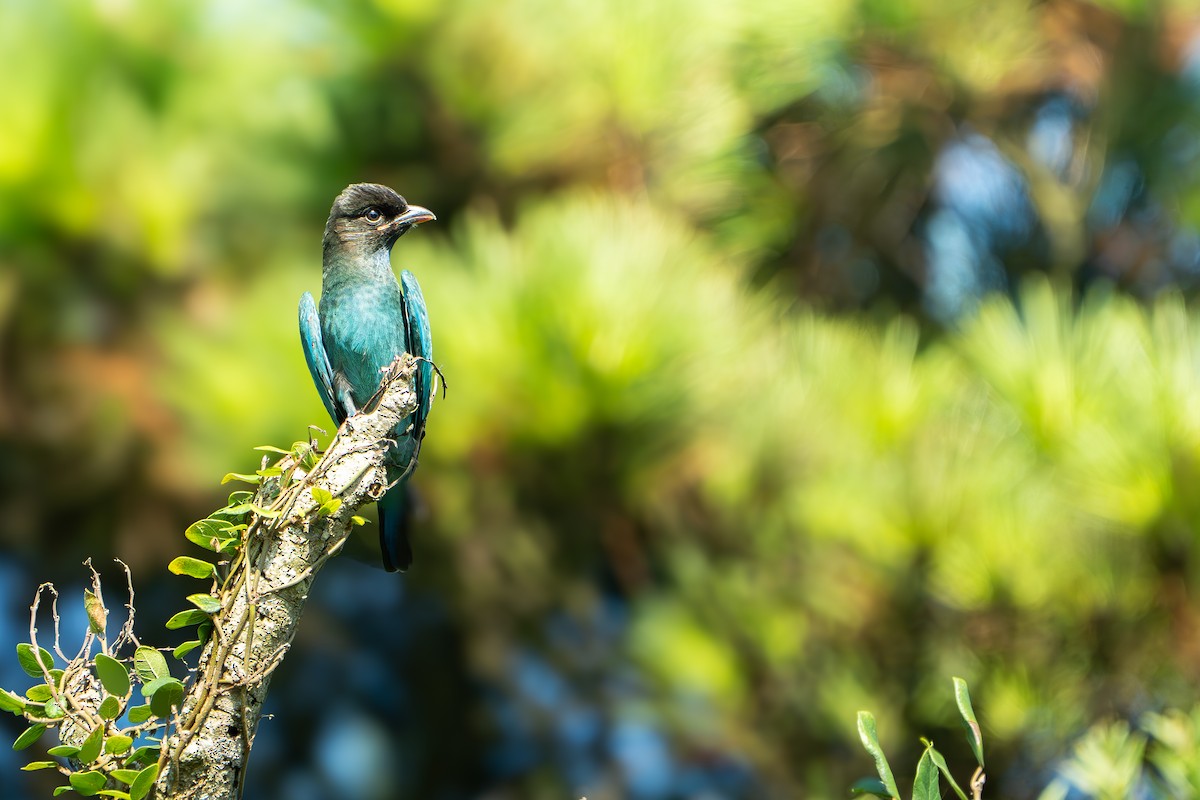 佛法僧 - ML643337010