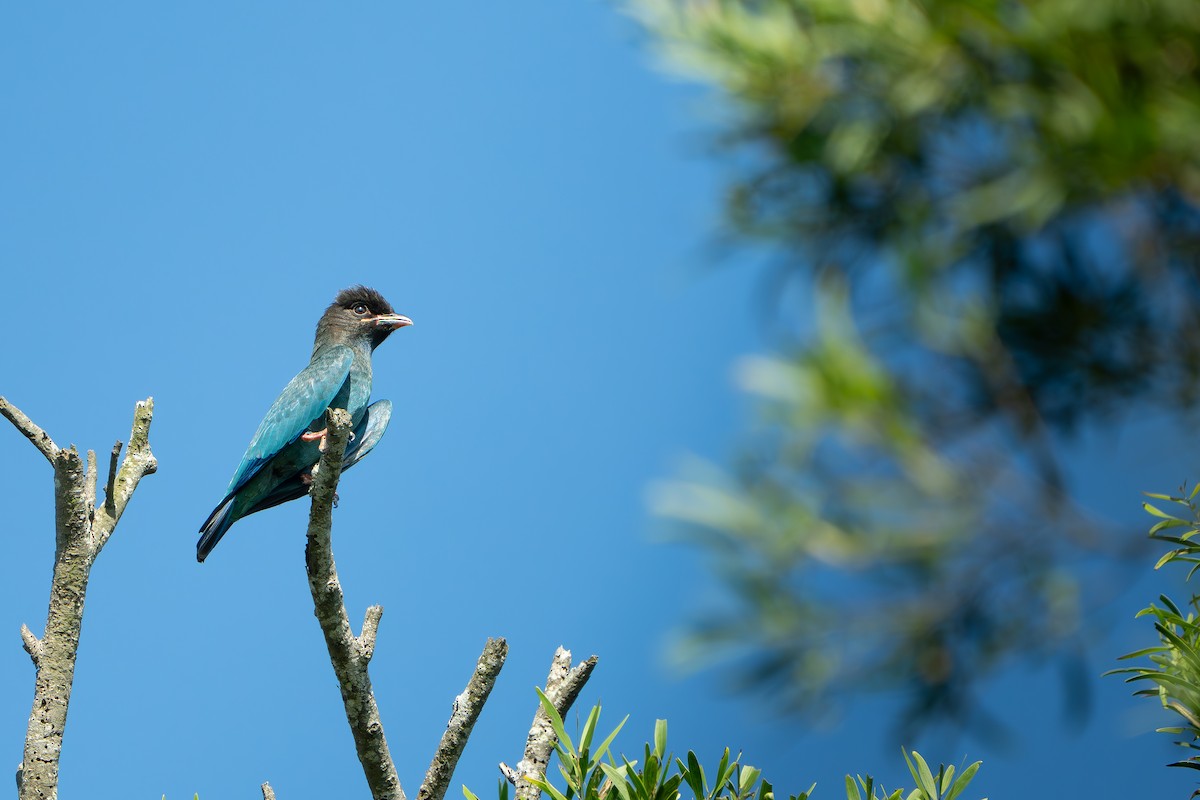 佛法僧 - ML643337011