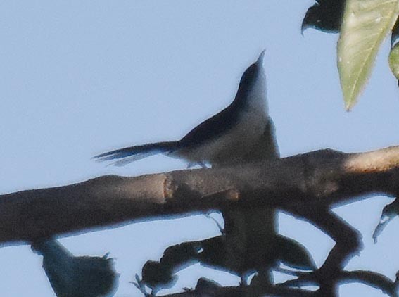Black-backed Sibia - ML643337016