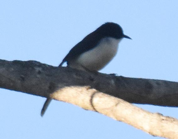 Black-backed Sibia - ML643337022