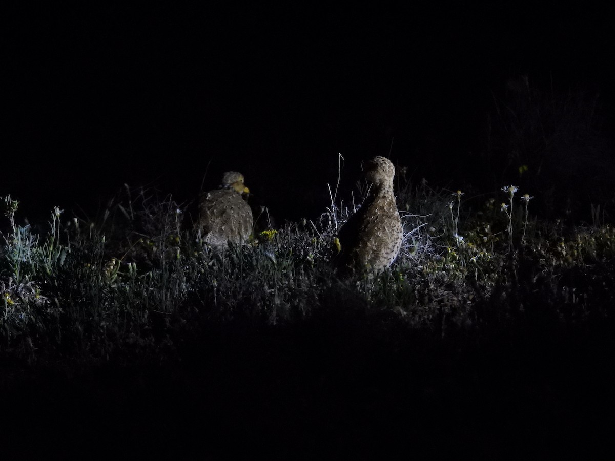 Plains-wanderer - ML643337024