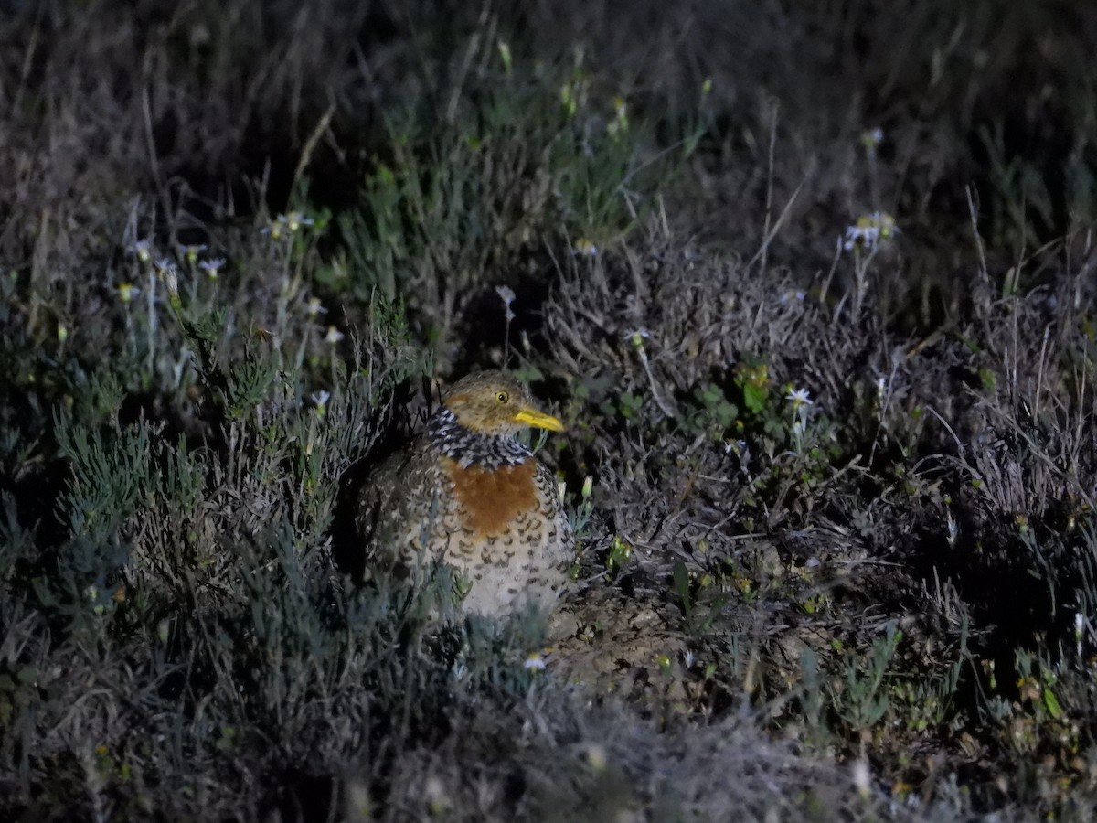 Plains-wanderer - ML643337025