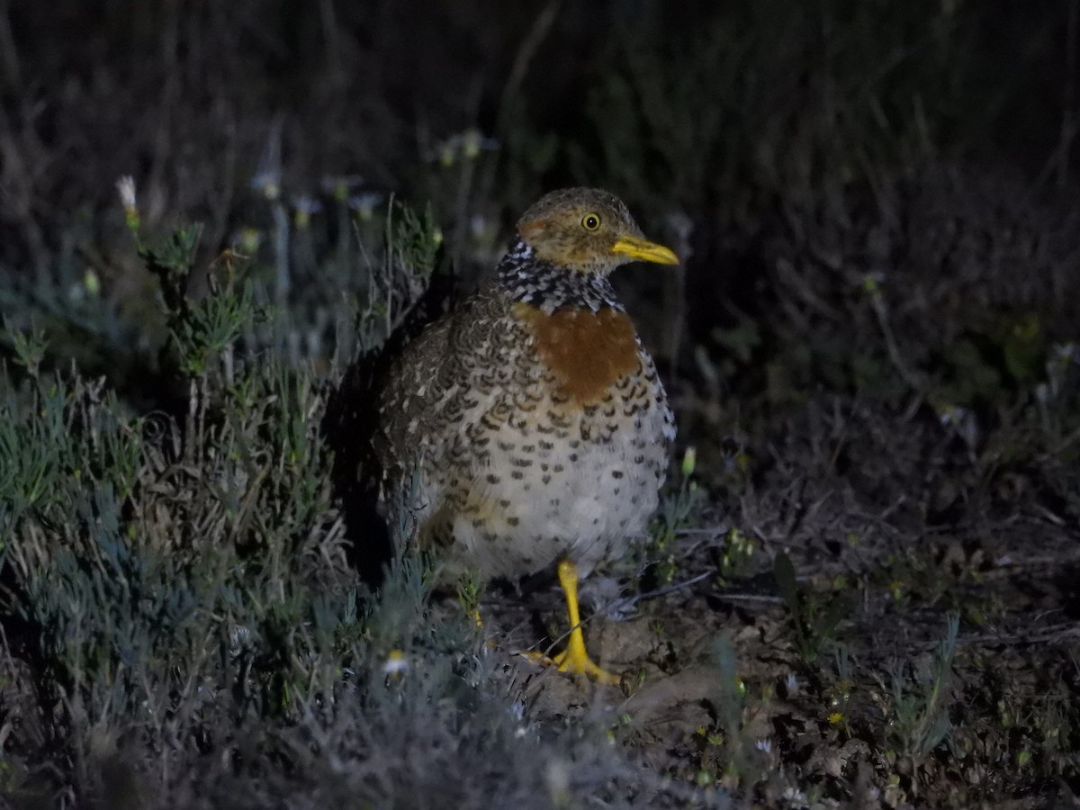 Plains-wanderer - ML643337026