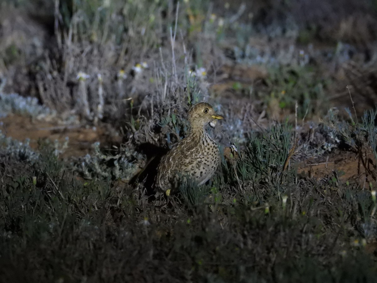 Plains-wanderer - ML643337027