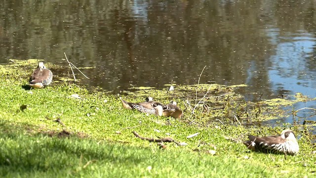 Pink-eared Duck - ML643337031