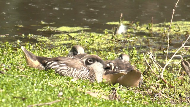 Pink-eared Duck - ML643337034