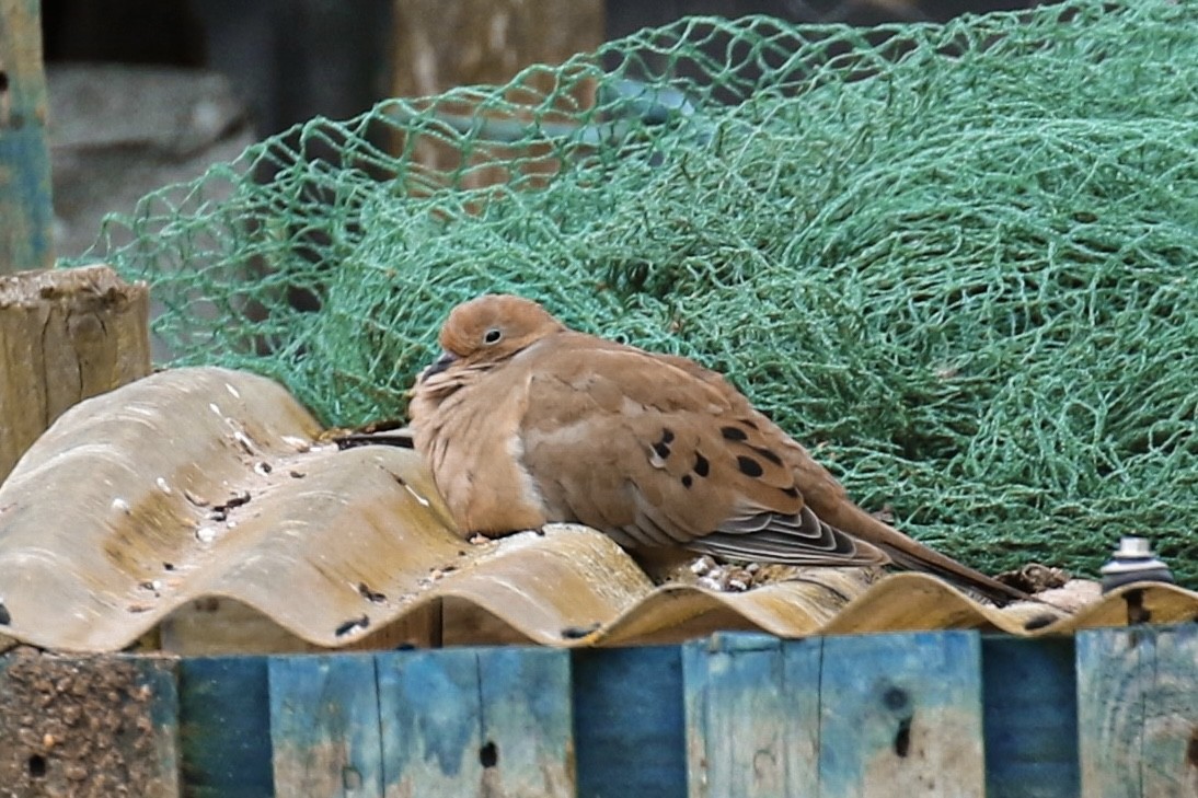 Mourning Dove - ML643337046