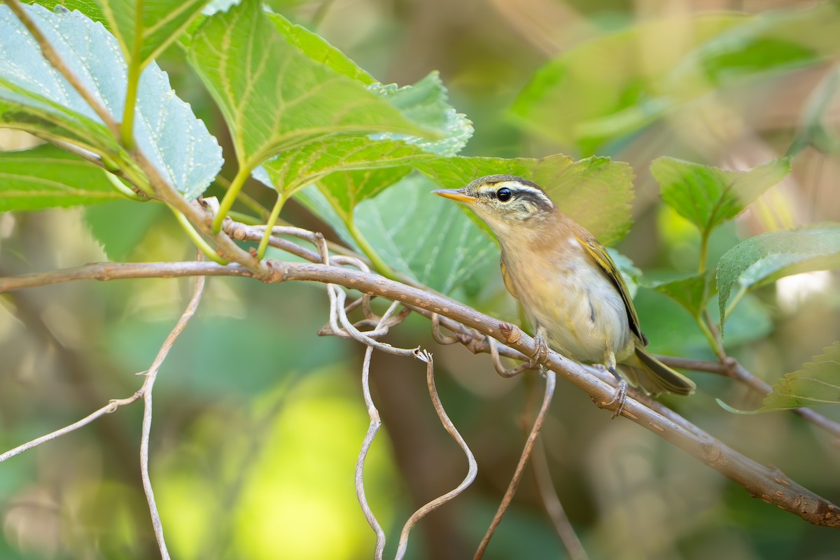 Eastern Crowned Warbler - ML643337049