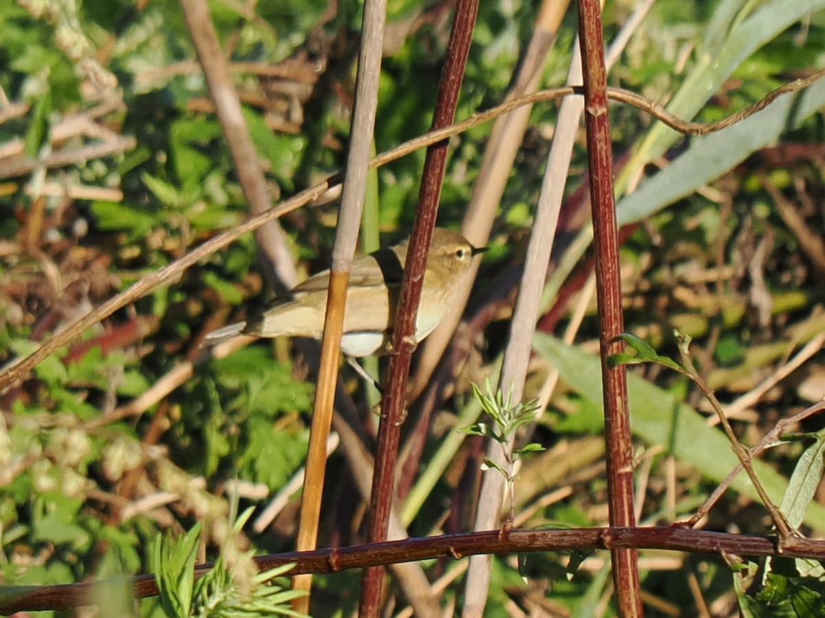 Cetti's Warbler - ML643337076