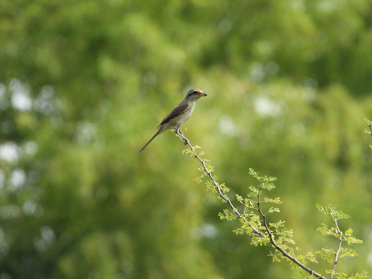 Brown Shrike - ML643337081