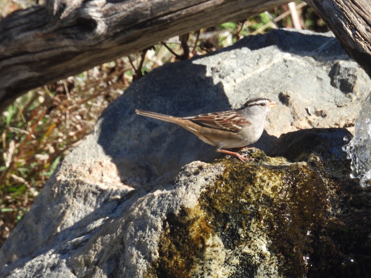 White-crowned Sparrow - ML643337097