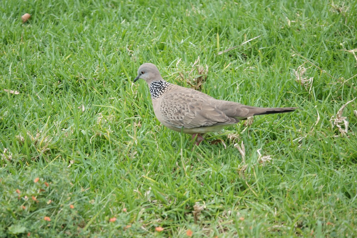 Spotted Dove - ML643337100