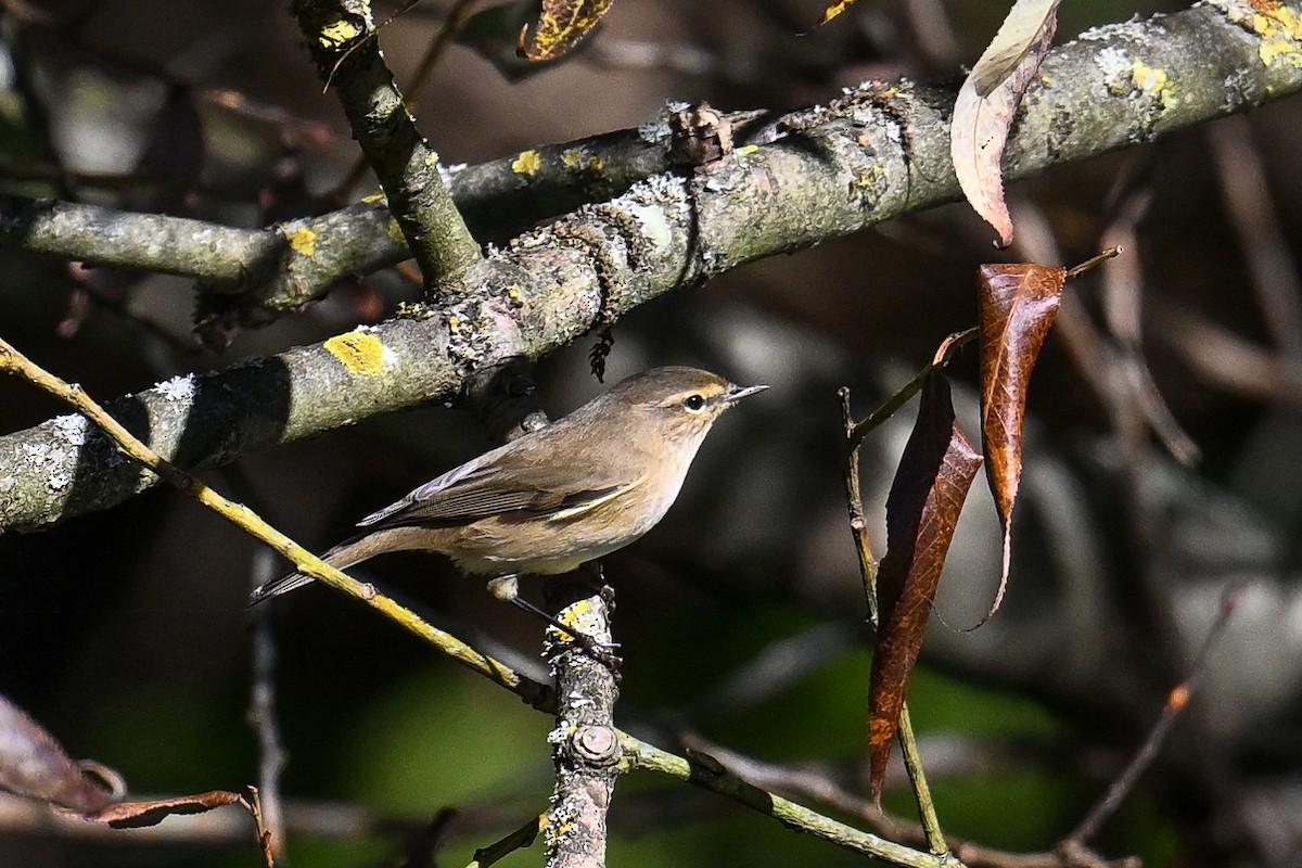 Common Chiffchaff - ML643337101