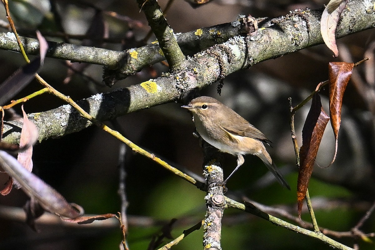 Common Chiffchaff - ML643337102