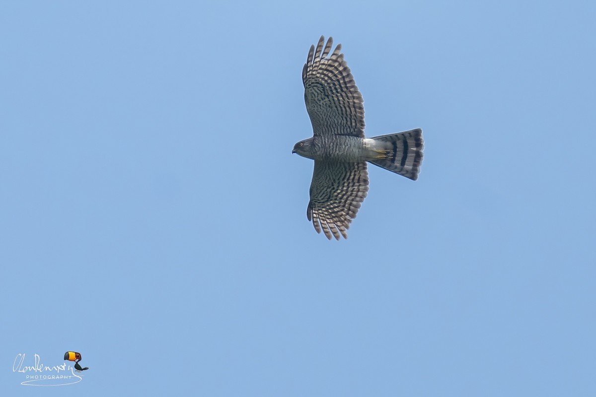 Japanese Sparrowhawk - ML643337103