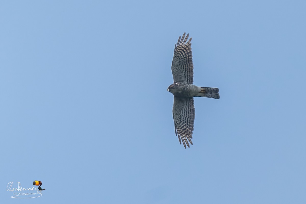 Japanese Sparrowhawk - ML643337104