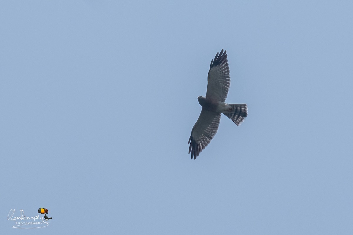 Chinese Sparrowhawk - ML643337105