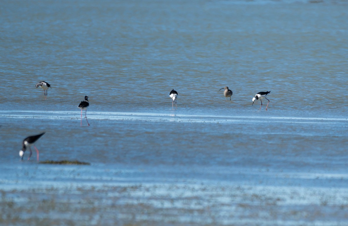 Eurasian Whimbrel (Siberian) - ML643337106