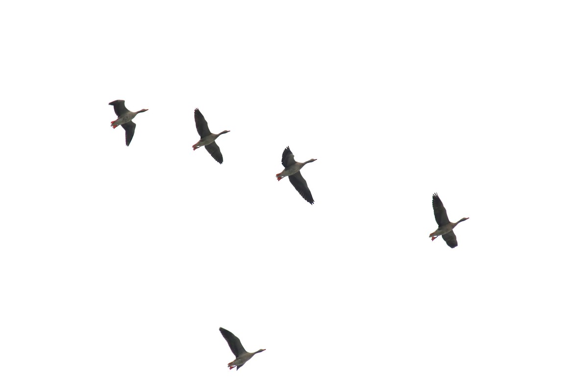 Graylag Goose - ML643337107