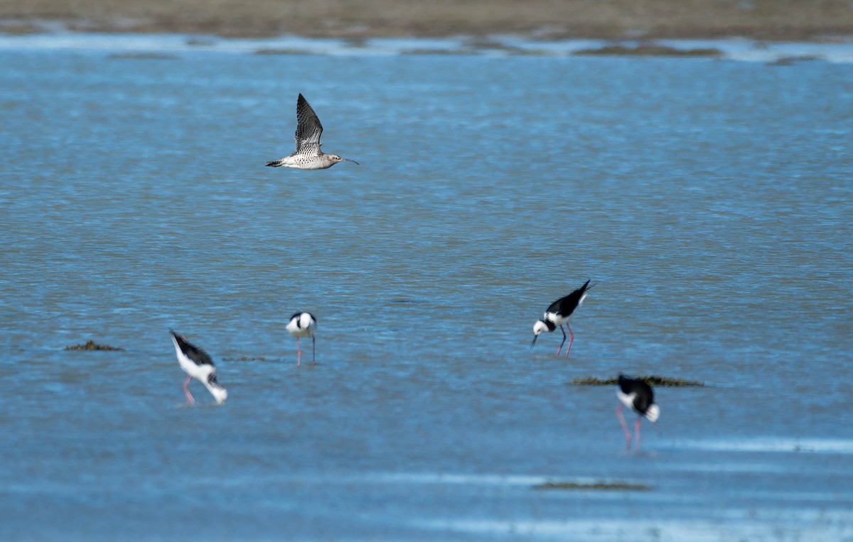 Eurasian Whimbrel (Siberian) - ML643337108