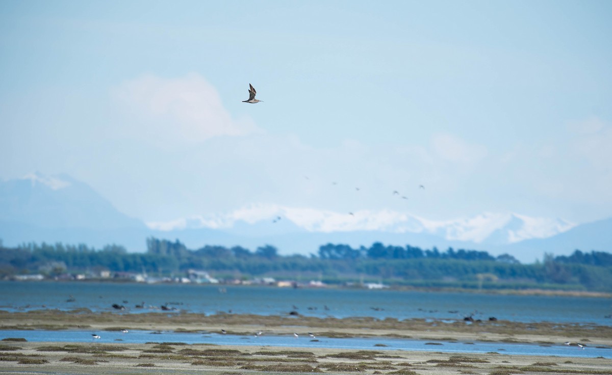 Eurasian Whimbrel (Siberian) - ML643337110