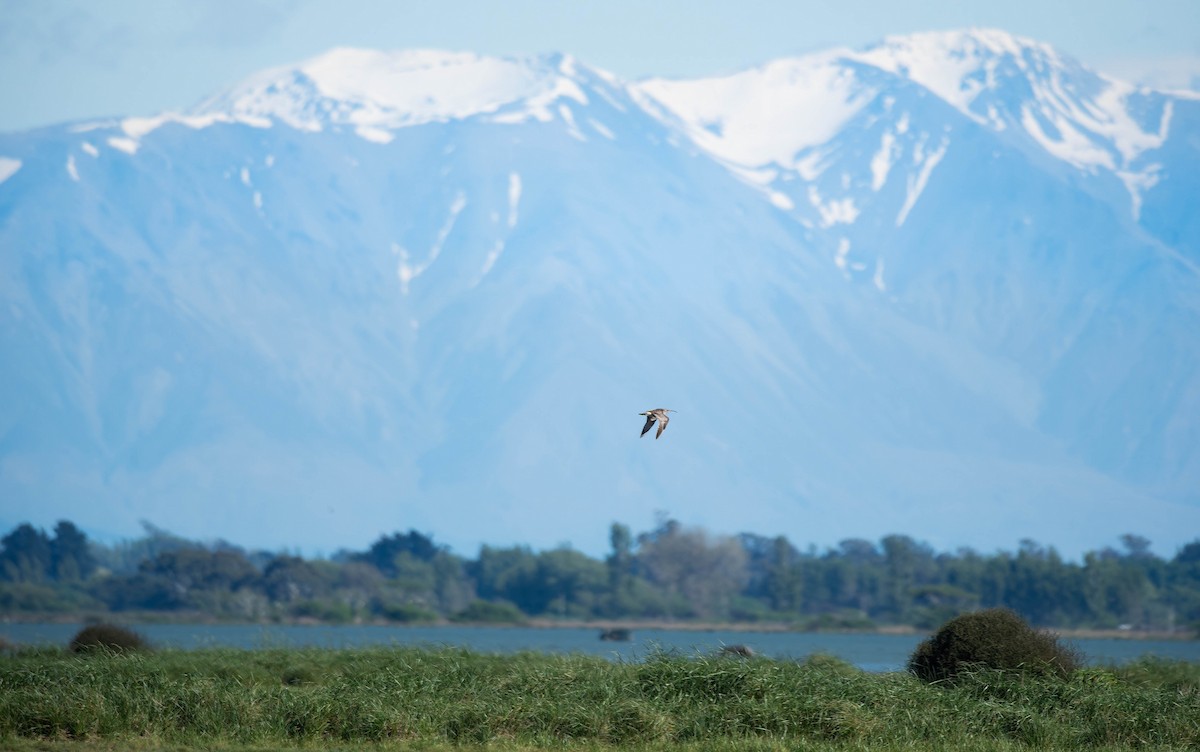 Eurasian Whimbrel (Siberian) - ML643337113