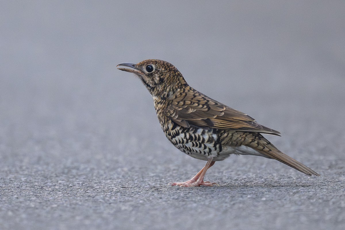 Bassian Thrush - ML643337116