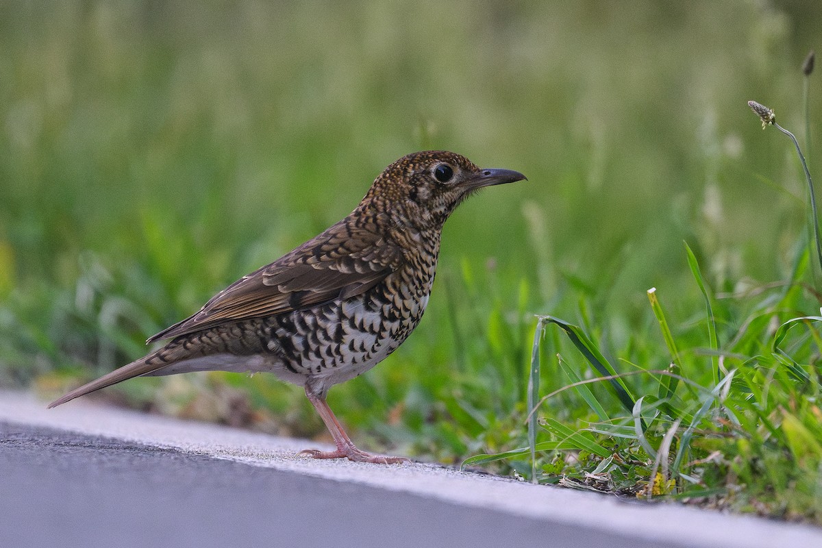 Bassian Thrush - ML643337117
