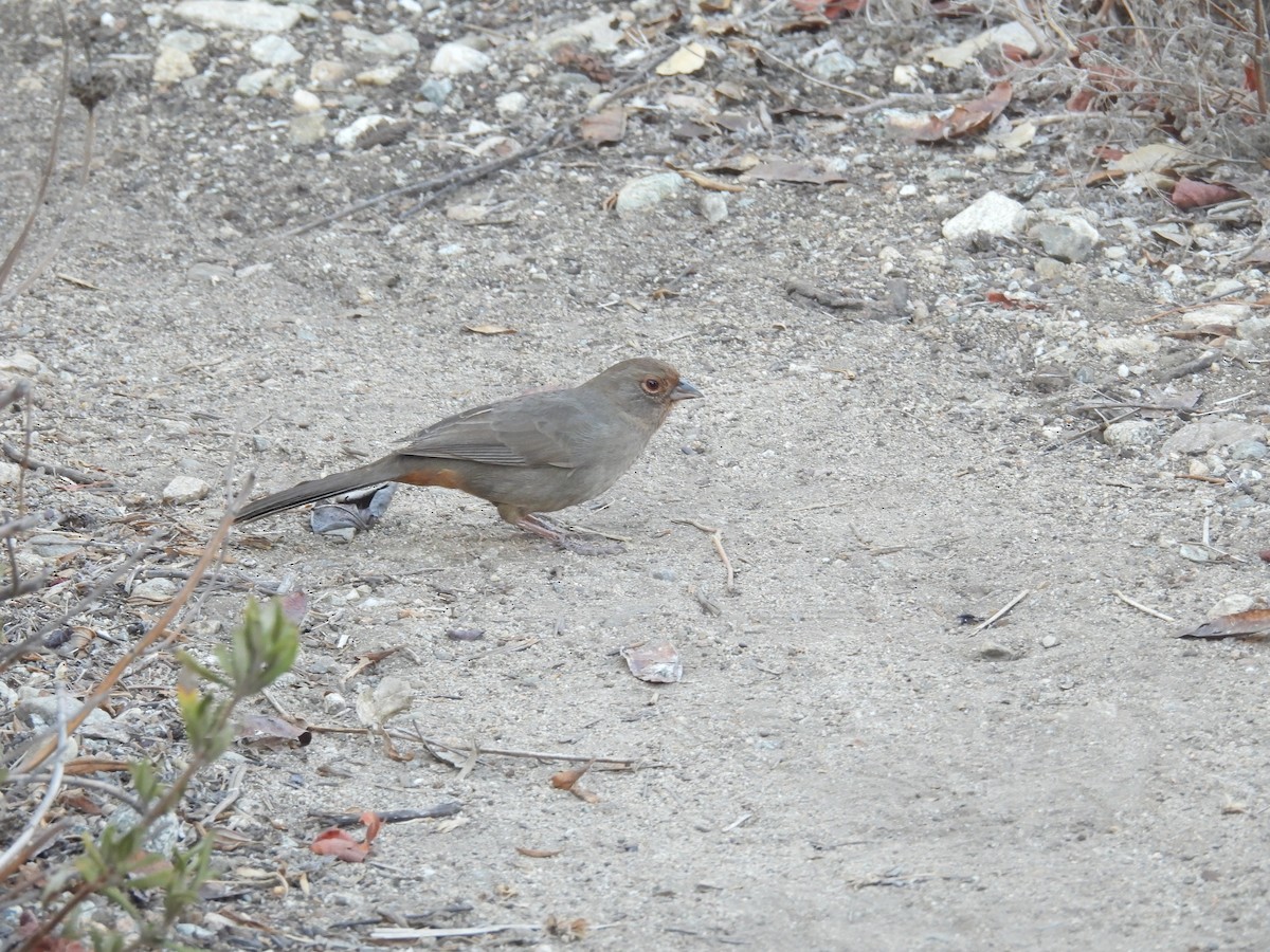 California Towhee - ML643337119