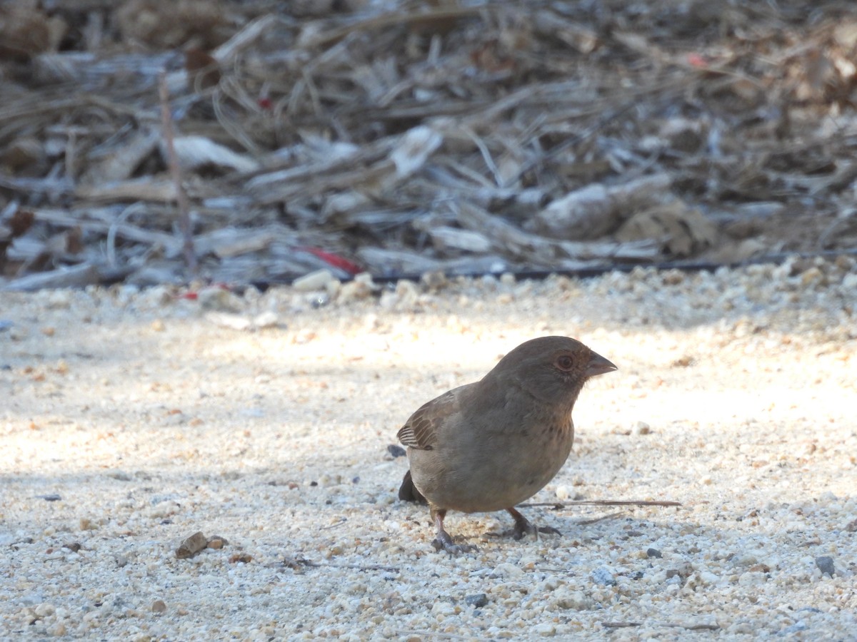 California Towhee - ML643337120