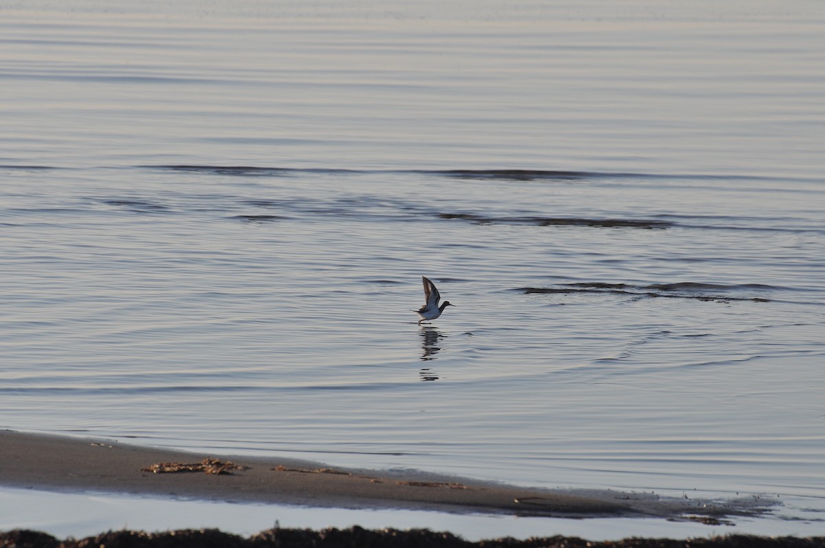 Common Sandpiper - ML643337121