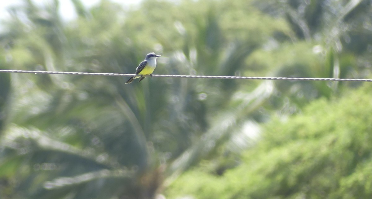 Snowy-throated Kingbird - ML643337123