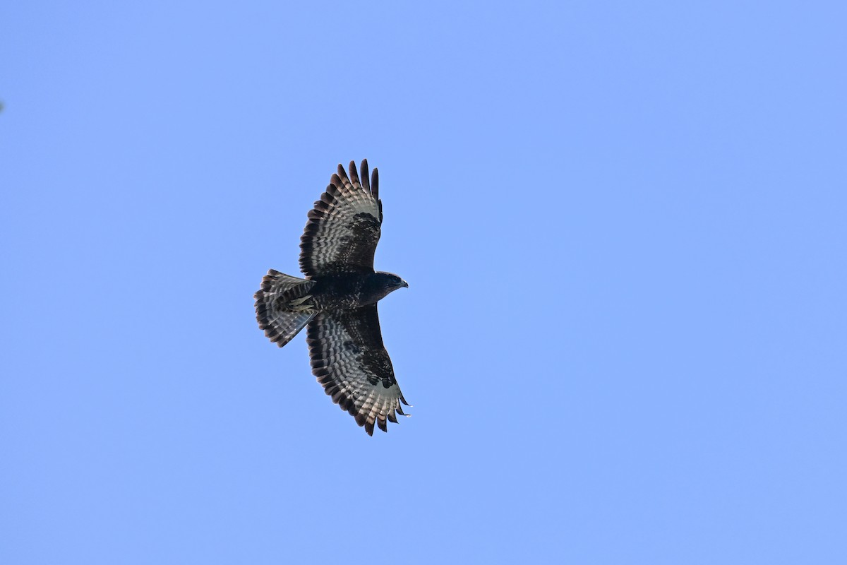 Common Buzzard - ML643337124