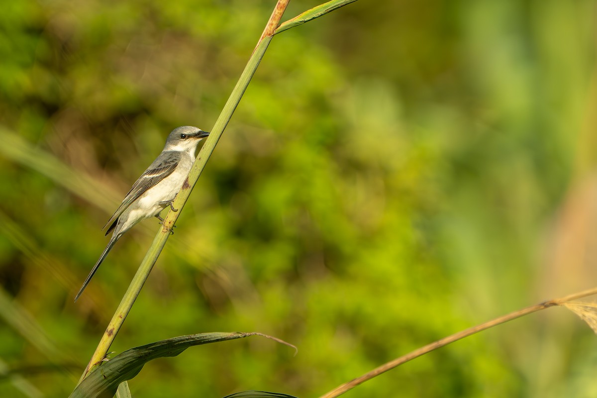 Ashy Minivet - ML643337125